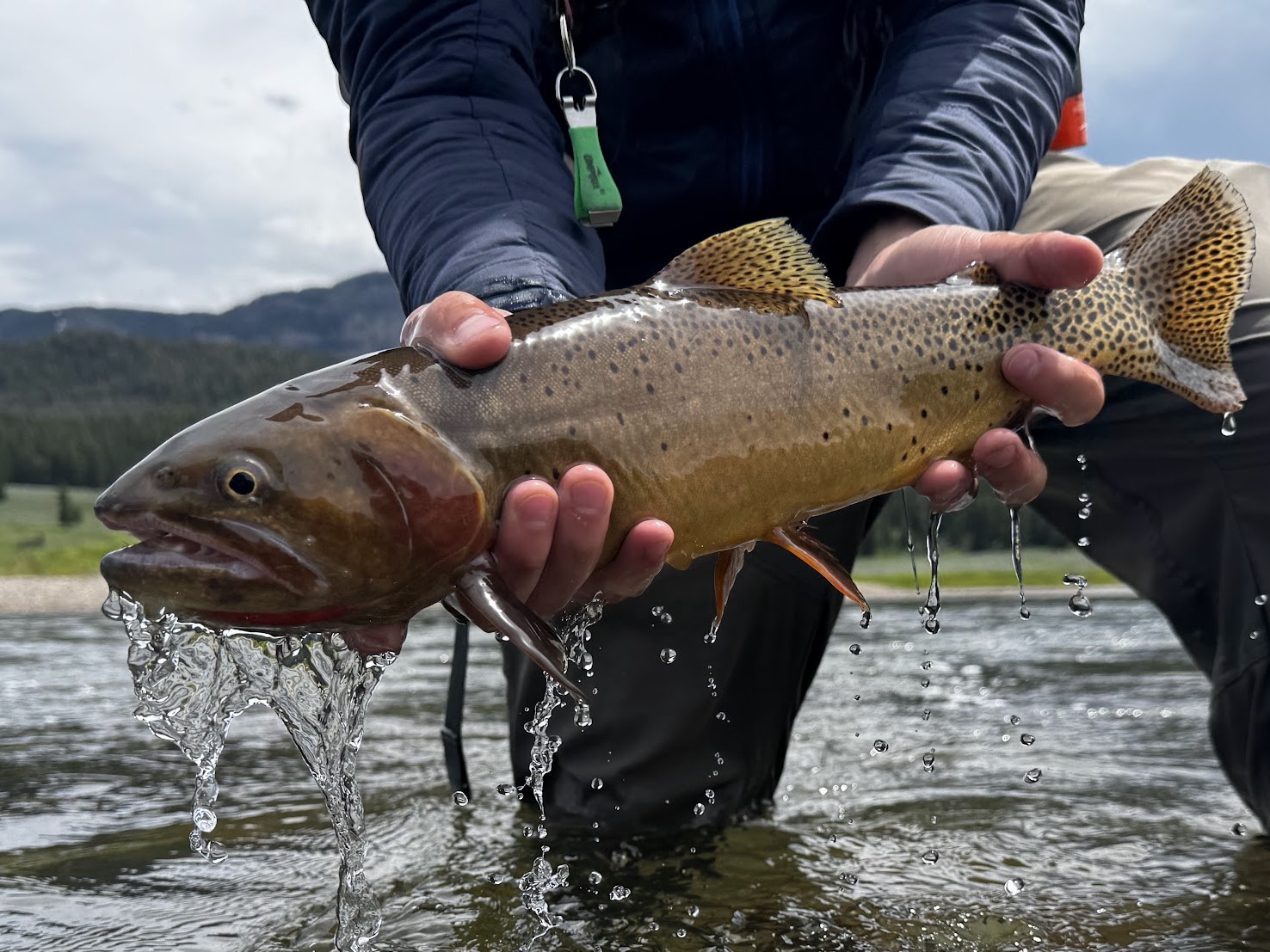 Cutthroat trout being released back into a Colorado river