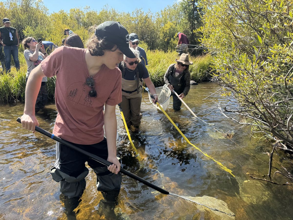 Students conducting Riverwatch stream sampling