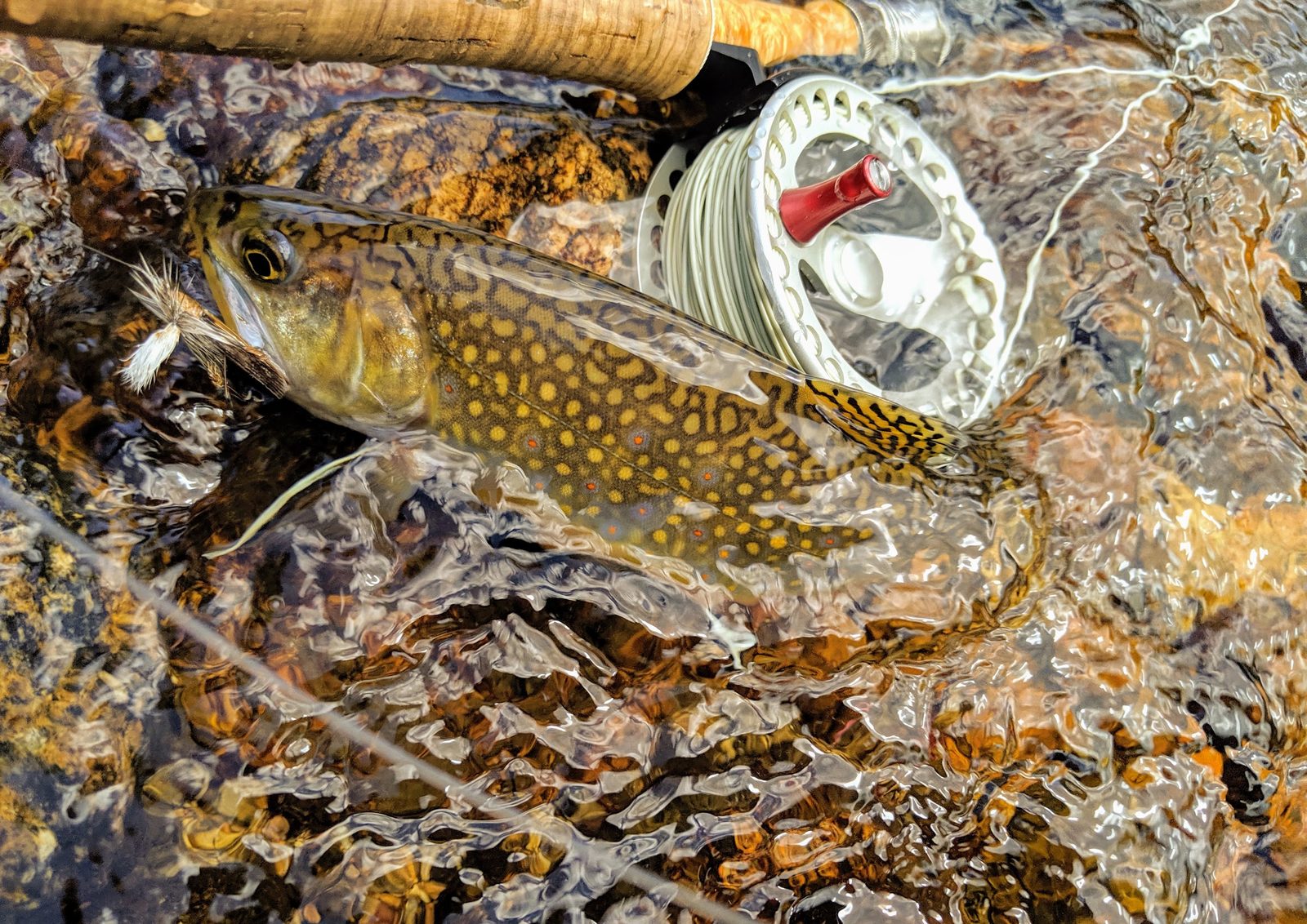 Brook trout caught on a dry fly next to a fly reel and rod on a Front Range stream